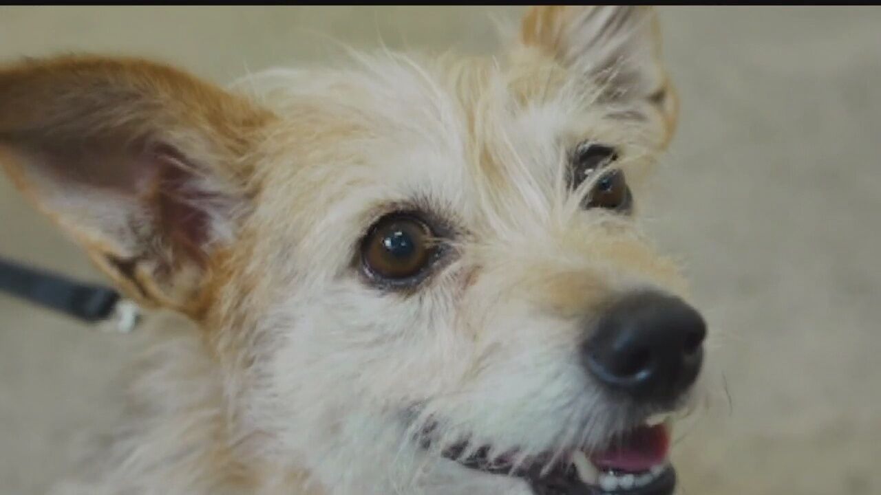 Petco teaching pet owners about positive reinforcement in online training program